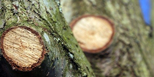 Bomen / Struiken snoeien